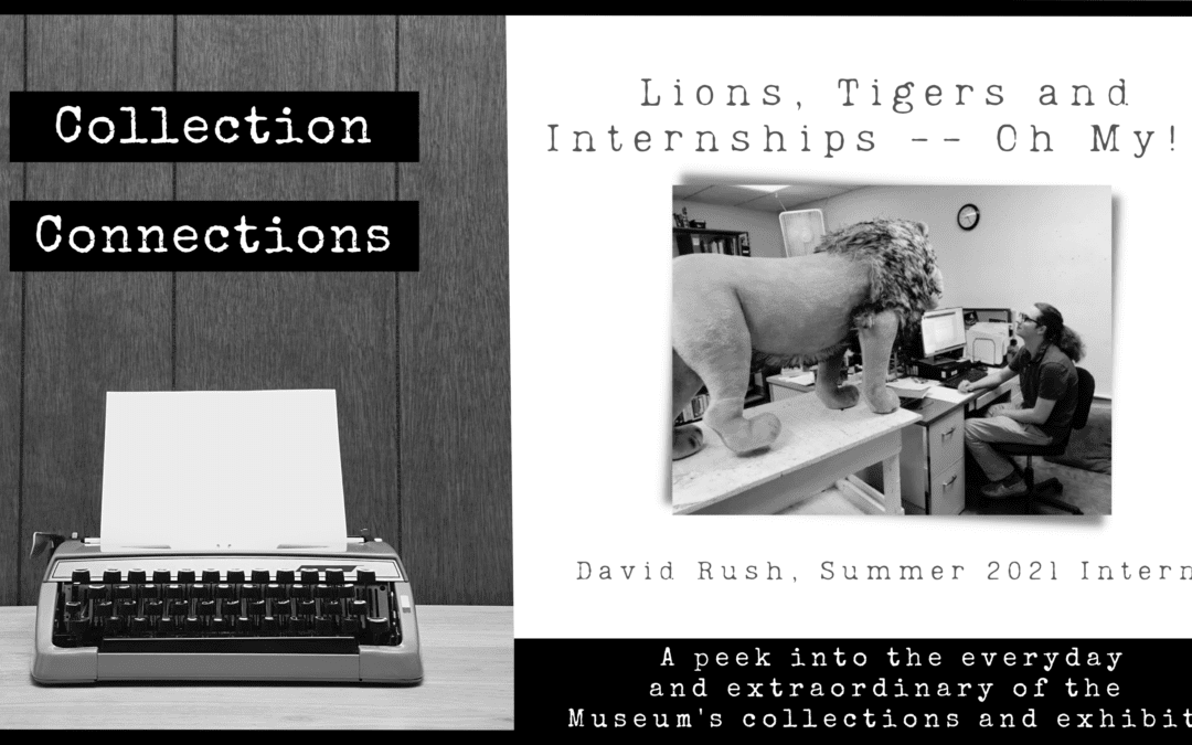 Collection Connections – Lions, Tigers, and Internships — Oh My!